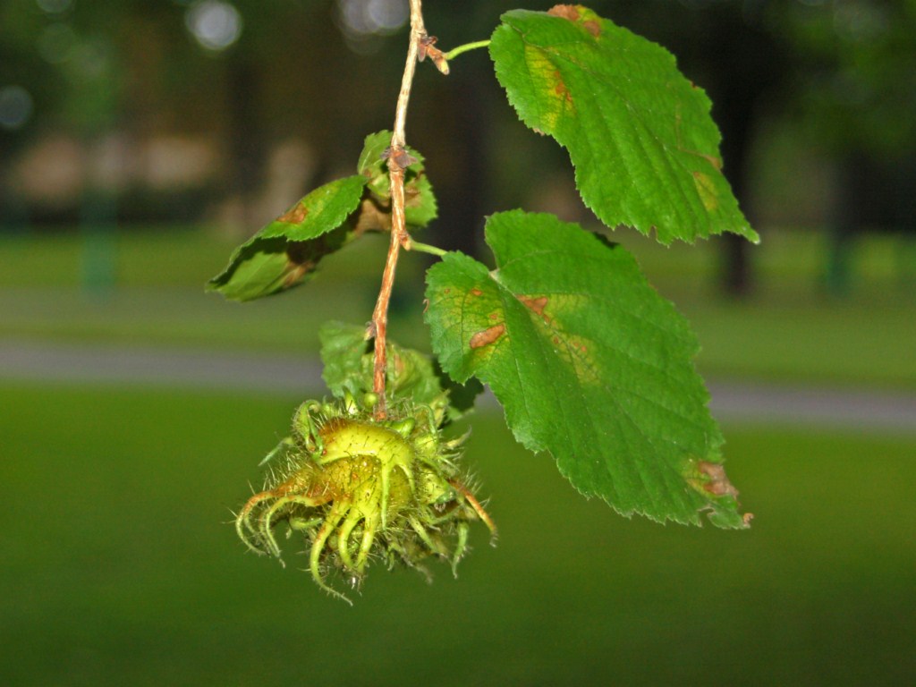 Una foglia ed un frutto - Corylus colurna